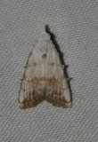 moth 69