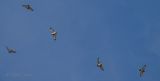broadwinged hawks