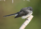 Grey Fantail