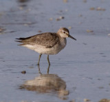 Red Knot