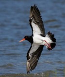 Pied Oystercatcher