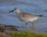 Red Knot