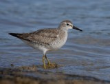 Red Knot