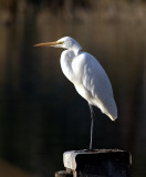 Great Egret