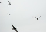 Black Tern, Cross Island, Essex River, MA