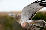 Northern Harrier, Cape May, NJ