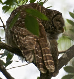 Barred Owl, Corkscrew Swamp