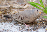 Common Ground-Dove, Ding Darling
