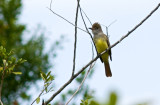 Great Crested Flycatcher, Picayune Strand