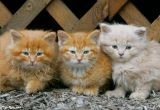 We Three Kittens