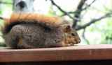 Fox Squirrel Canon S3IS IMG_1153.jpg