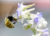 bumble bee on larkspur _DSC6721.jpg