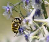 bumble bee on larkspur _DSC6733.jpg