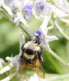 bumble bee on larkspur _DSC6739.jpg