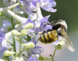 bumble bee on larkspur _DSC6763.jpg