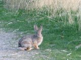 Red Hill Bunny smallfile IMG_1116.jpg