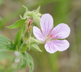 Sticky Geranium McNabb Road Inkom _DSC5480.jpg