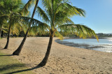 Airlie Beach palms