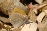 Borboleta // Butterfly (Coenonympha pamphilus)