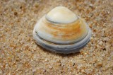 Concha de Bivalve // Bivalve Shell (Tellina crassa)