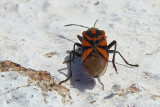 Percevejo // Bug (Spilostethus furcula)