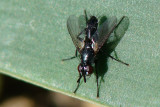 Mosca da famlia Tachinidae // Tachinid Fly (Minthodes diversipes)