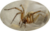 Aranha // Spider (Agelena gracilens)