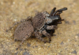 Aranha com uma presa // Jumping Spider with a Prey (Aelurillus v-insignitus)