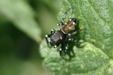 Aranha da famlia Salticidae // Jumping Spider (Heliophanus Kochii)