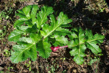 Planta // Plant (Thapsia maxima)