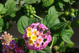 Lantana camara: Flowers, Leaves and Fruits