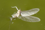 Insecto // Mayfly (Ephemeroptera)