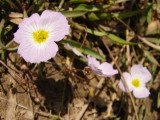 Baldlia-ranunculada // Lesser Waterplantain (Baldellia ranunculoides)