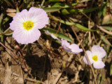 Baldélia-ranunculada // Lesser Waterplantain (Baldellia ranunculoides)