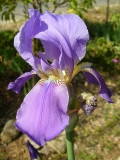 Lrio-roxo (Iris subbiflora)