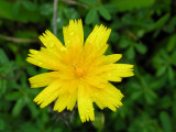 Dente-de-leão // Dandelion (Taraxacum officinale)