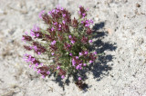 Erva-ursa ou Tomilho-cabeçudo (Thymus lotocephalus)