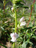 Focinho-de-rato // Linearleaf Snapdragon (Misopates orontium)