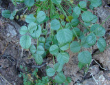 Trevo-betuminoso // Arabian Pea (Bituminaria bituminosa)