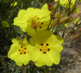 Sargaa-das-areias // Rockrose (Halimium halimifolium)