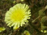 Tripa-de-ovelha; Alface-dos-montes // Common Andryala (Andryala integrifolia)