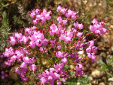 Queiró ou Torga (Erica umbellata)