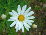 Margaa-de-Inverno // Dusky Dogfennel (Chamaemelum fuscatum)