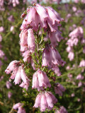 Urze-vermelha // Mediterranean-type Shrub (Erica australis)