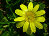 Ficária ou Celidónia-menor // Lesser Celandine (Ranunculus ficaria)