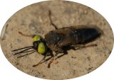 Vespa // Wasp (Tachysphex sp.)