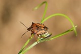 Percevejo // Stink Bug (Carpocoris fuscispinus)