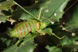 Grilo // Bush Cricket (Ephippiger ephippiger), male