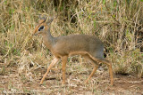Dik-dik (Damara dik-dik )