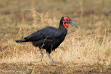 Bucero di terra (Ground Hornbill)